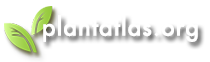 Plant Atlas Logo